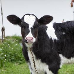 This guy was always curious when I walked by. More cows than people.