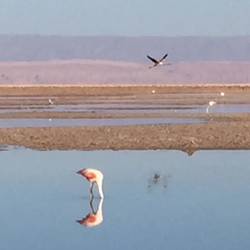 Feeding and flying flamingos