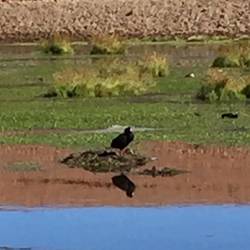 Bird at lagoon -- Greater Coot