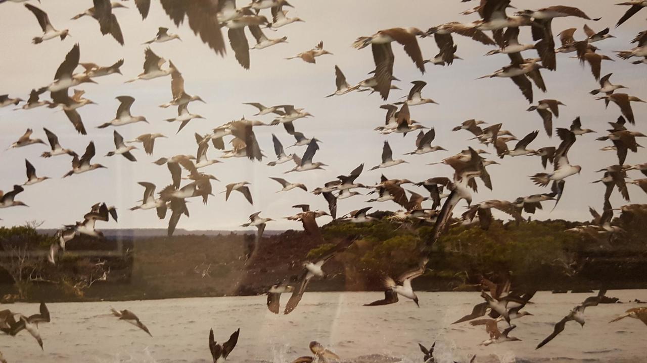 Photo of a photo so you can see the bird mania on this island!