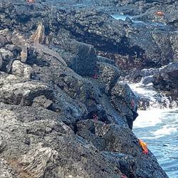 Can you see the iguanas?