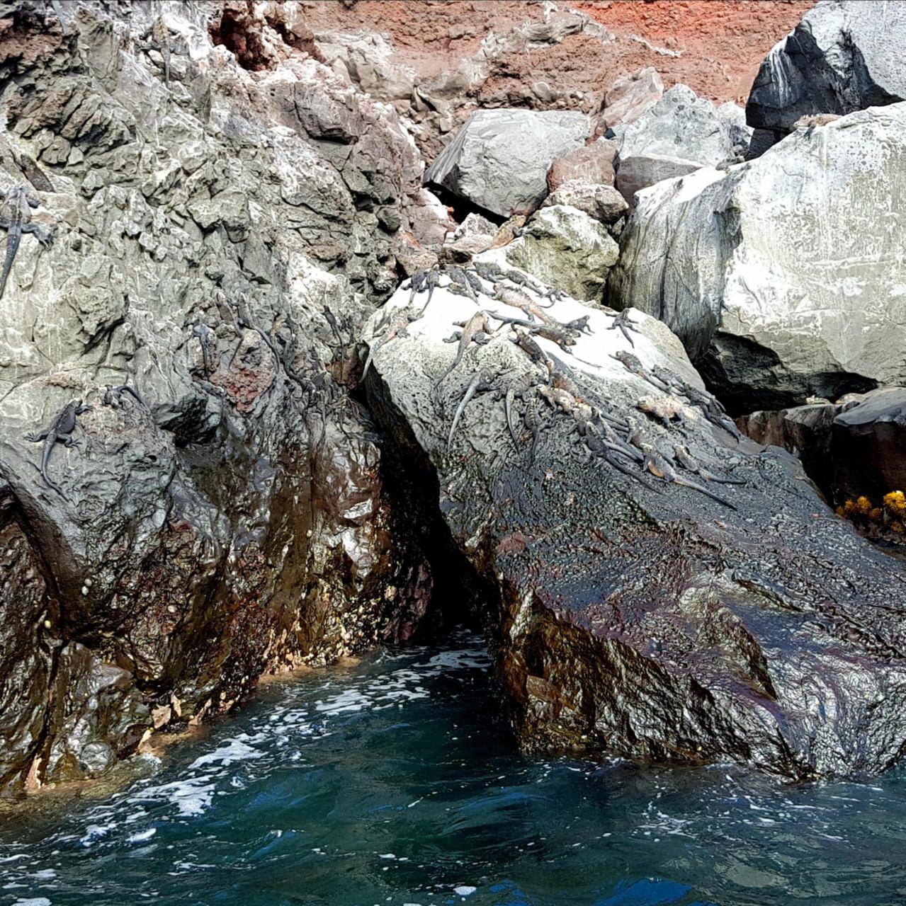 Iguanas everywhere - morning shot