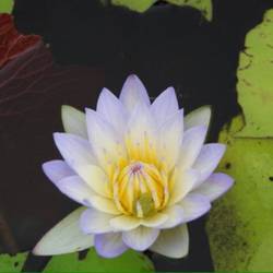 Water Lily ( with a tiny frog on it)