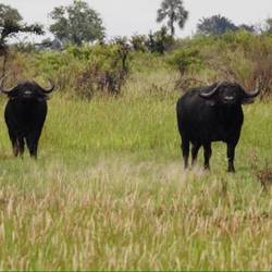 Buffalo (one of the 'Big Five'