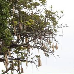 A sausage tree!