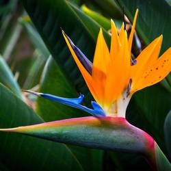 Strelitzia eller papegojblomma, finns överallt här