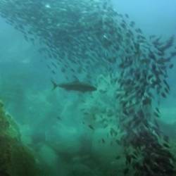 Kingfish in schooling fish just outside of cave