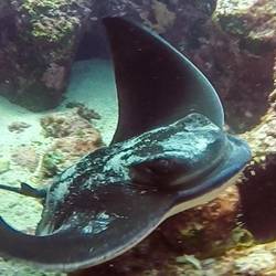 Eagle Ray