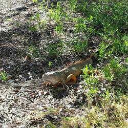 Iguanas...eine invasive Spezies hier