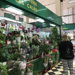 Dezelfde planten als bij Van Uytsel