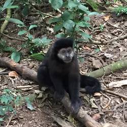 Monkey saying hi