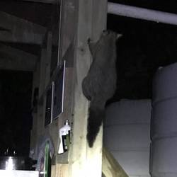 A possum checked for some food