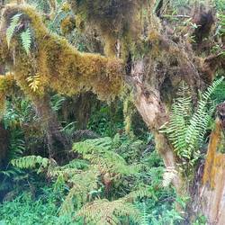 Jungle jungle