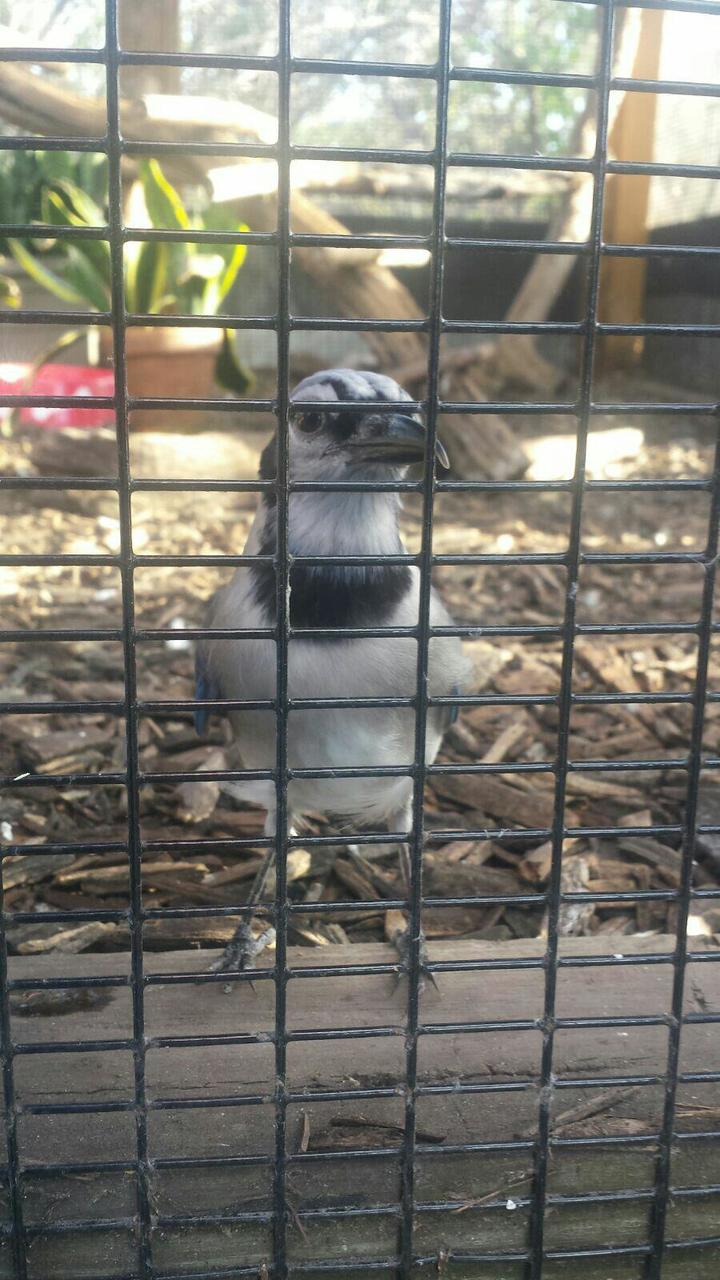 Neugieriger blue jay