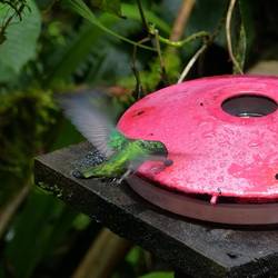 Kolibri