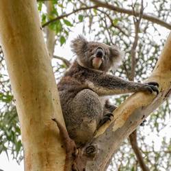 Koala Walk
