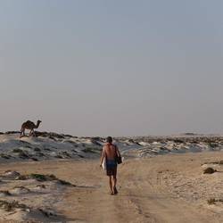 The camels are walking us home