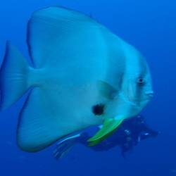 Fledermausfisch