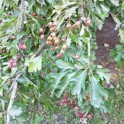 Hawthorn fruits