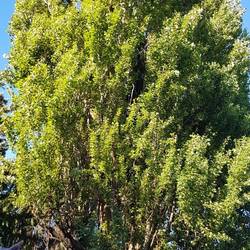 Elm tree (Alamo)