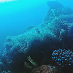Giant clam colonised