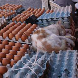 Ob die Katze wohl die Eier gelegt hat und deshalb so müde ist😂
