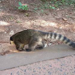 Coati