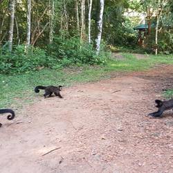 Capuchin wars