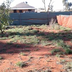 A bit of green in my yard now