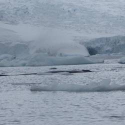 Humpback whale