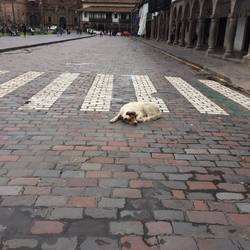 Dogs were always sleeping in the roads in Peru 🤔
