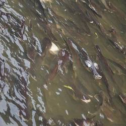 Des poissons affamés.