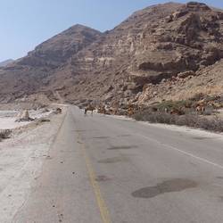 Camels blocking the road 1