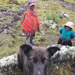 Hola! 2 children watching over the family Alpaca Herd! ~3900 M