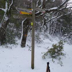 Jubelschrei im Wald - Die Orientierung ist wieder gefunden!