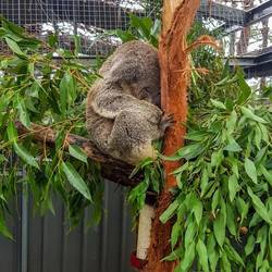 Koala Hospital