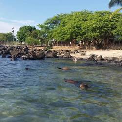 Schwimmen mit spielenden Seelöwen im Hafenbecken