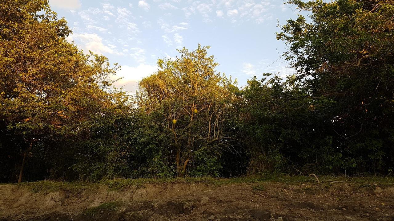 Fruits of Totumo