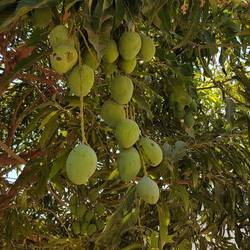 Mangoes