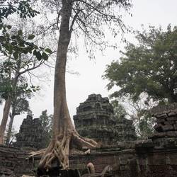 Ta Prohm, entouré par la nature.