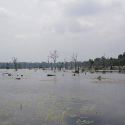 L'étendue d'eau qui entoure Neak Pean.