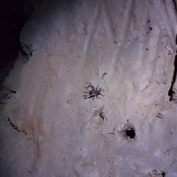 Crickets in the cave