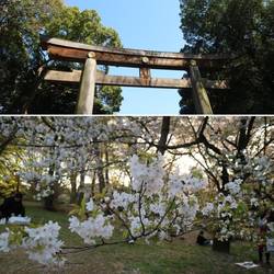 Yoyogi park