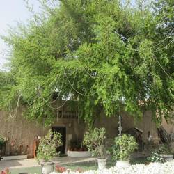 The Arabian Tea House - lovely lunch spot