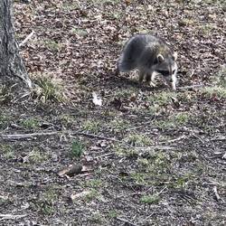 The raccoon we saw along the Canal