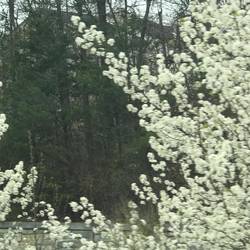 Finally some greenery and blossoms