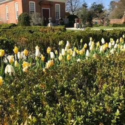 Governors' Palace Garden - tulips everywhere today!