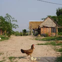 Maman poule et ses petits.