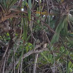 Suchbild...finde den Affen