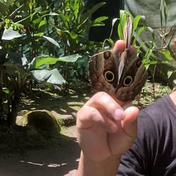 Do you see the owl?
